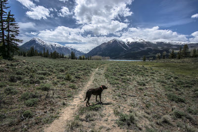 Dog on field by mountains against sky