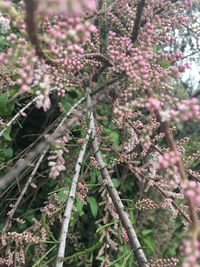 Close-up of flower tree