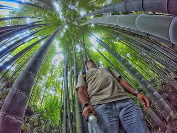 Low angle view of a palm tree