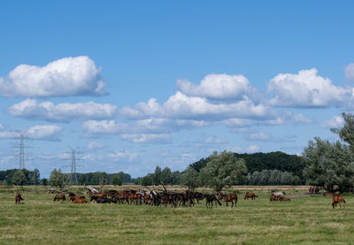 Horses grazing on field against sky