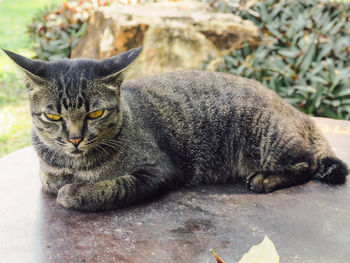 Close-up portrait of a cat resting