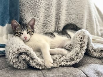 Portrait of cat resting on sofa