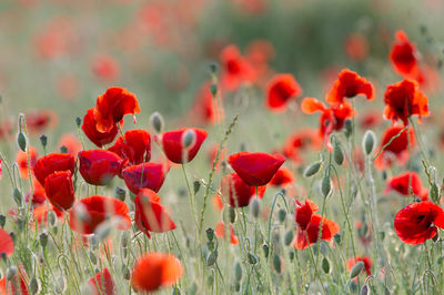 Close-up of red poppy flowers on field