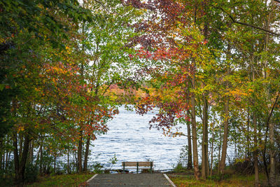 Trees by lake in forest during autumn