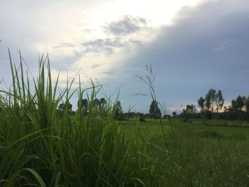 Scenic view of agricultural field against sky