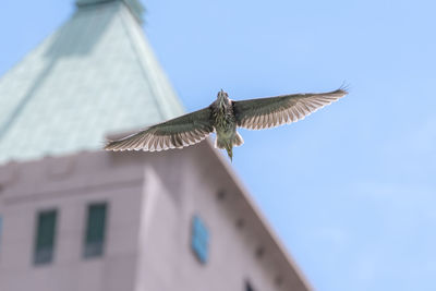 Low angle view of bird flying over building against sky