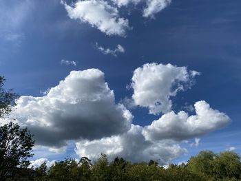 Low angle view of trees against sky