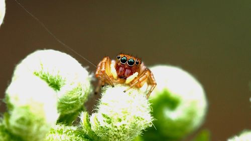 Close-up of jumping spider pollinating on flower