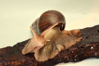 Close-up of snail