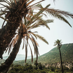 Low angle view of palm trees against clear sky