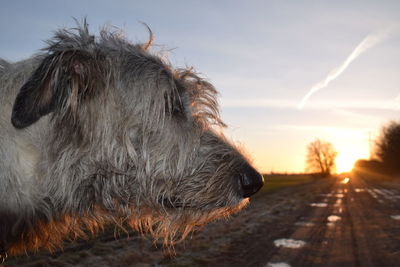 Close-up of dog against sky