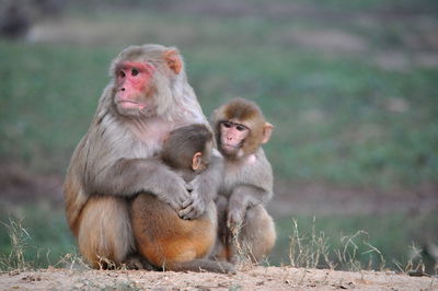 Close-up of monkey sitting with its babies 