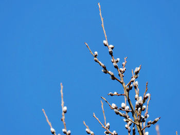 Low angle view of plant against clear blue sky