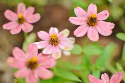 Close-up of flowers blooming outdoors