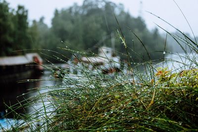 Close-up of water drops on grass