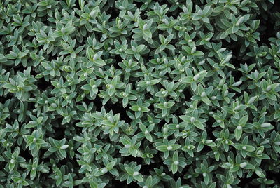 Full frame shot of plants