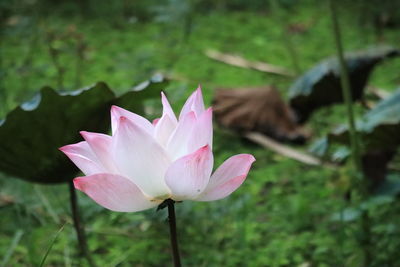 Close-up of pink water lily