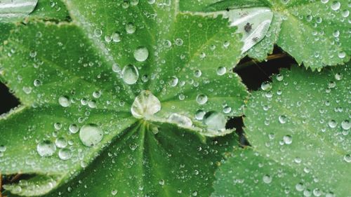 Close-up of water drops on leaf