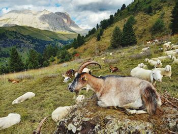 View of sheep on landscape