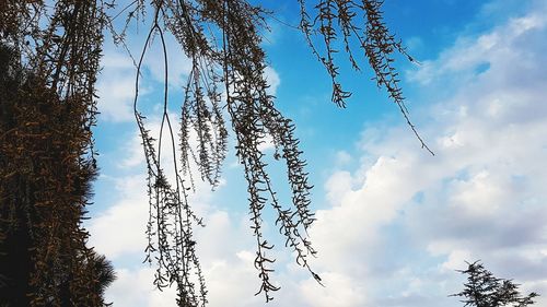 Low angle view of tree against sky