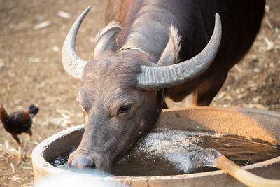 Close-up of horse drinking water