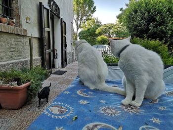 View of a cat on potted plant