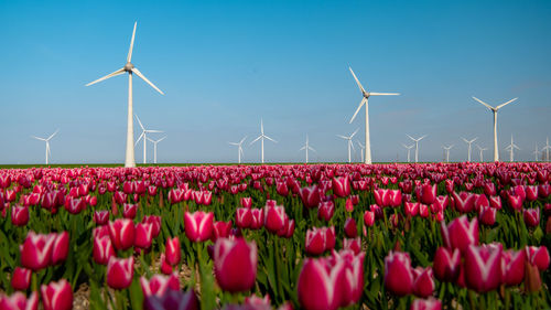 Close-up of flowering plants on field against clear sky