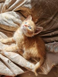 Portrait of cat relaxing on bed