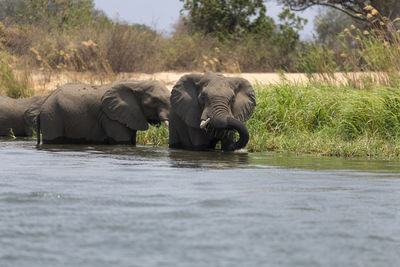 Elephant in a lake