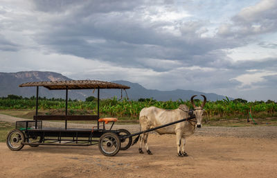 Vintage bull cart at morning with mountain background