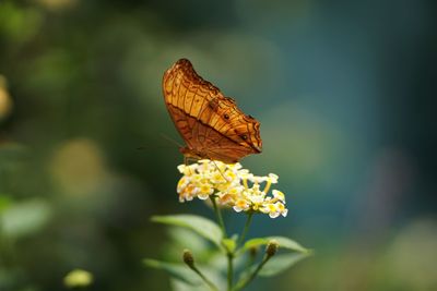 Close-up of butterfly pollinating on flower