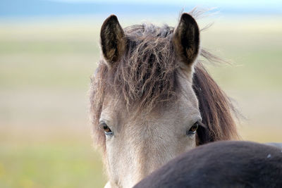 Close-up of horse