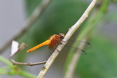 Close-up of dragonfly on twig