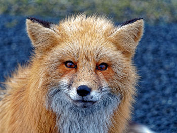 Close-up portrait of lion