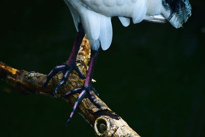 Low section of bird perching on branch