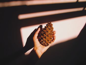 Close-up of hand holding pinecone