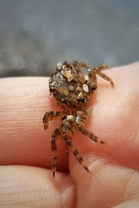 Close-up of hand holding spider