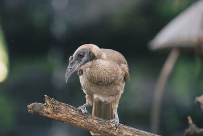 Close-up of bird perching on branch