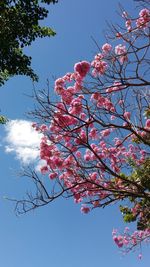 Low angle view of cherry tree against blue sky