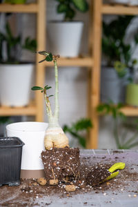 Close-up of potted plant