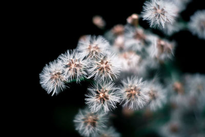 Close-up of white dandelion flowers against black background