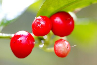 Close-up of red cherries