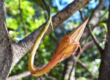 Low angle view of flowering plant on tree