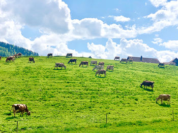 Cows grazing in a field