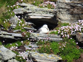 View of bird perching on flower