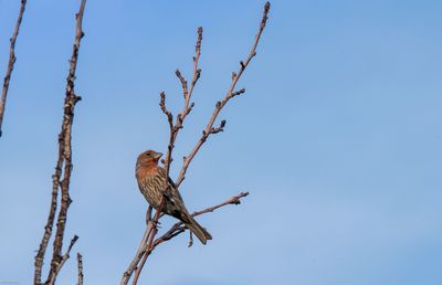 Low angle view of bird perching on branch against sky