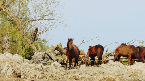 Wild horses at danube delta