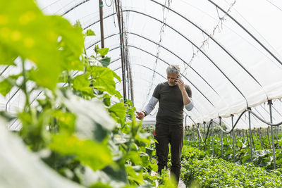 Farmer talking on mobile phone and examining vegetables in greenhouse