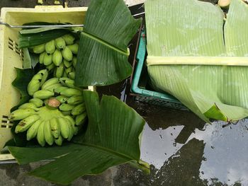 High angle view of banana leaves floating on water