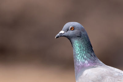 Close-up of a bird looking away